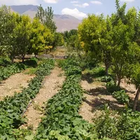 زمین زراعی و باغ|فروش زمین و ملک کلنگی|تهران, صفا|دیوار