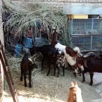 بزهای پاکستانی دوقلو زا|حیوانات مزرعه|شاهدشهر, |دیوار