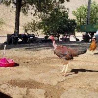 جوجه مرغ و خروس|حیوانات مزرعه|کرمانشاه, |دیوار