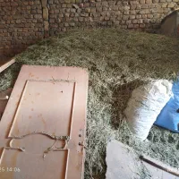 کاه و یونجه|لوازم جانبی حیوانات|بروجرد, |دیوار