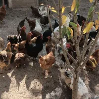 مرغ های محلی 100عدد|حیوانات مزرعه|مهربان, |دیوار