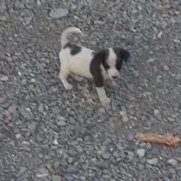 سگ پا کوتاه گم شده