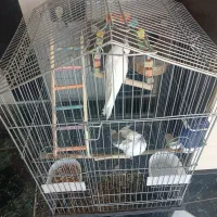 پرنده عروس هلندی