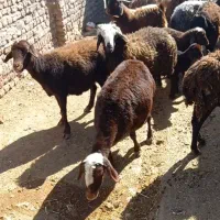 میش بره دار