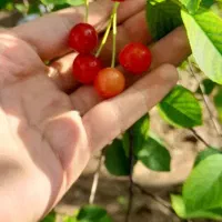 باغچه روستای دیزیجان ۶۷۰متر|فروش خانه و ویلا|قم, حکمت شمالی|دیوار