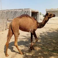 شتر ماده|حیوانات مزرعه|بند زرک, |دیوار