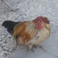 خروس زینتی پاکوتاه