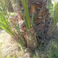 پاجوش (فسیل) مضافتی