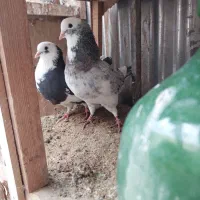 کبوتر تهرانی درست حسابی