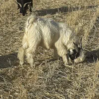 یک عدد بیگ چاق به فروش می‌رسد