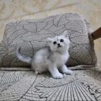 توله گربه پرشین