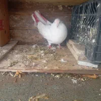 کفتر سالم ساعت