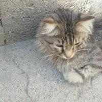 کارگر انگور آماده به کار