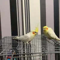 فروش عروس هلندی