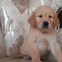 گلدن رتریور