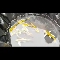 ماهی کوی آکواریومی|ماهی|شهرکرد, |دیوار