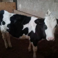 گوساله ماده