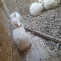 بچه خرگوش|موش و خرگوش|نجف‌آباد, قلعه سفید|دیوار
