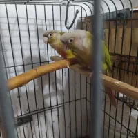 یک جفت گرنجیک بالغ آماده به تخم