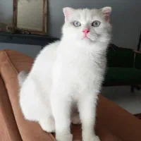 گربه ی رگدال اسکاتیش