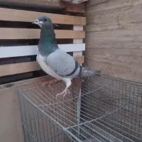 خرقه کبوتر دمگیر