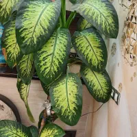 دیفن باخیا ( ۲متری)