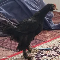 تاقچه زینتی گردن لخت ومرندی .     معاوضه