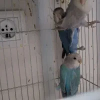طوطی برزیلی بالغ وجوان جفتی