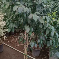 گل و گیاه آپارتمانی|گل و گیاه طبیعی|شیرود, |دیوار