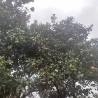 پرتقال محلی شیرین روی درخت