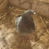 سبز پولکی|پرنده|سبزوار, شرق کال جنوبی (شمس آبادی)|دیوار