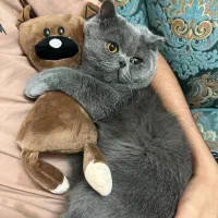 گربه اسکاتیش|گربه|قرچک, مهدیه|دیوار