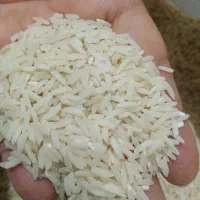 برنج دم سیاه