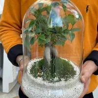 بنسای جنسینگ