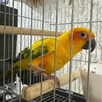 طوطی‌خورشیدی سان کانور دستی و سخنگو|پرنده|قم, باجک یک|دیوار