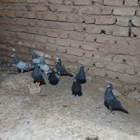 نر پریده