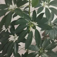 گل شفلرا و بنجامین|گل و گیاه طبیعی|نقده, |دیوار