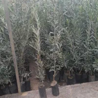 گل وگیاه کریمی ونهال مرکبات وسرو بادام نخل وغیره|خدمات باغبانی و درختکاری|خفر, |دیوار