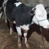 گوساله ماده سیمینتال|حیوانات مزرعه|بیلوار, |دیوار