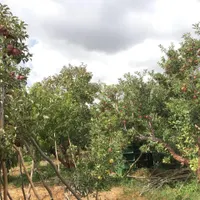 باغ 500 متری سنددار در مجموعه باغ شهرک لاکچری|فروش زمین و ملک کلنگی|تهران, بوستان سرخه حصار|دیوار
