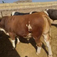 فروش انواع گوساله هایه پرواری و داشتی|حیوانات مزرعه|بندر ترکمن, |دیوار