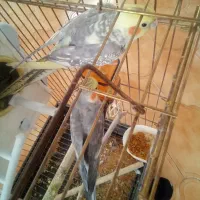 عروس هلندی|پرنده|تهران, مختاری|دیوار