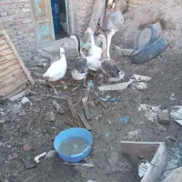 تعداد۵عددغازوتعداداردک