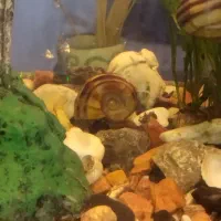 حلزون کلمبیا