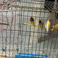 فروش پرنده گلدین