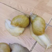 حلزون پرورشی درانواع سایزها و خاویار حلزون