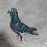 پشت بسته نر|پرنده|اهرم, |دیوار