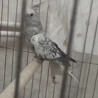 عروس هلندی نر و ماده جفت|پرنده|مشهد, رستگار|دیوار