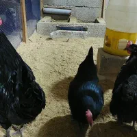 تخم نطفه دار استرالوپ استرالیایی وجوجه استرالوپ|حیوانات مزرعه|کلاچای, |دیوار