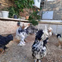 مرغ سلطان اصل|حیوانات مزرعه|ابریشم, |دیوار